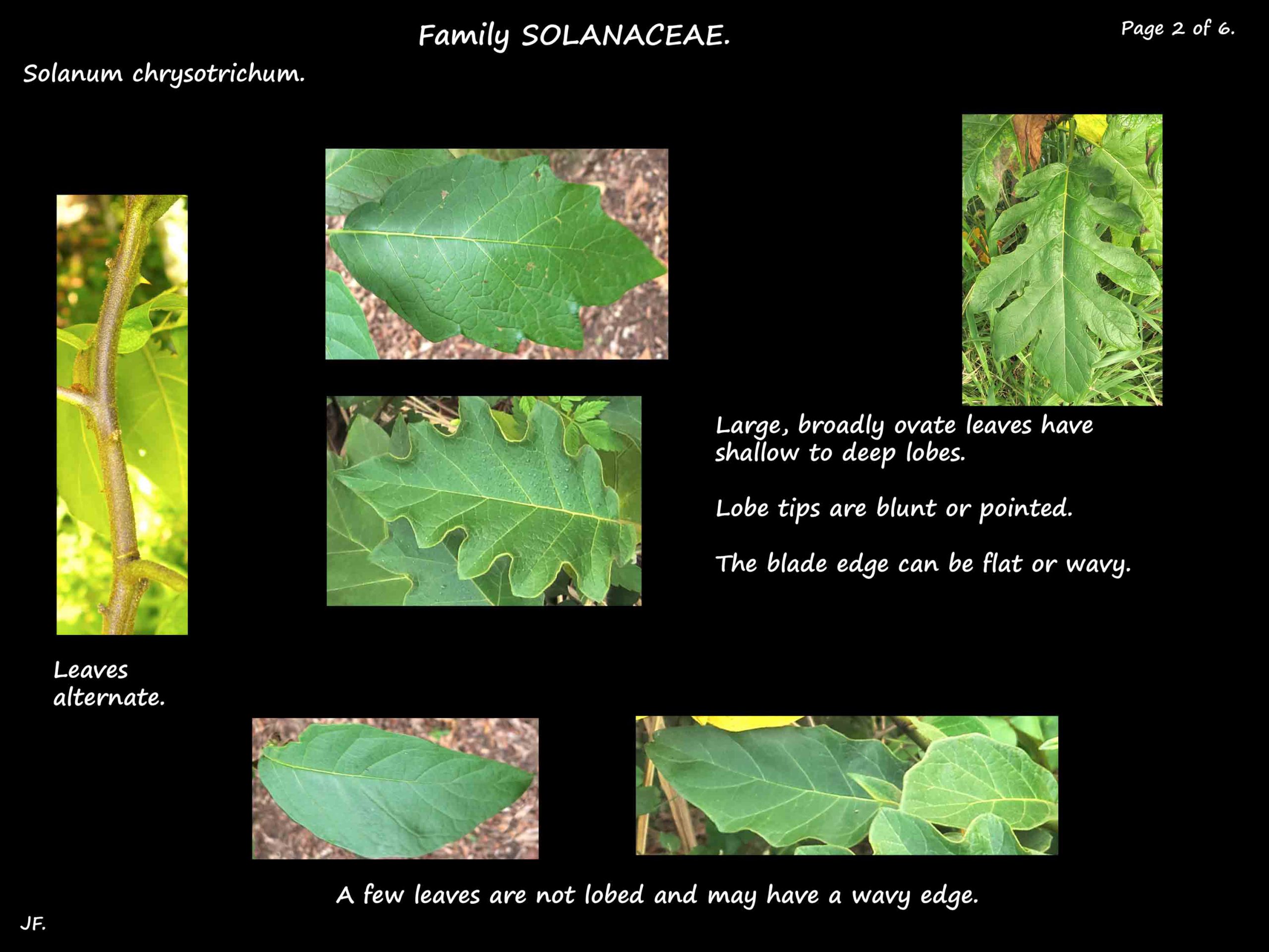 2 Solanum chrysotrichum leaves